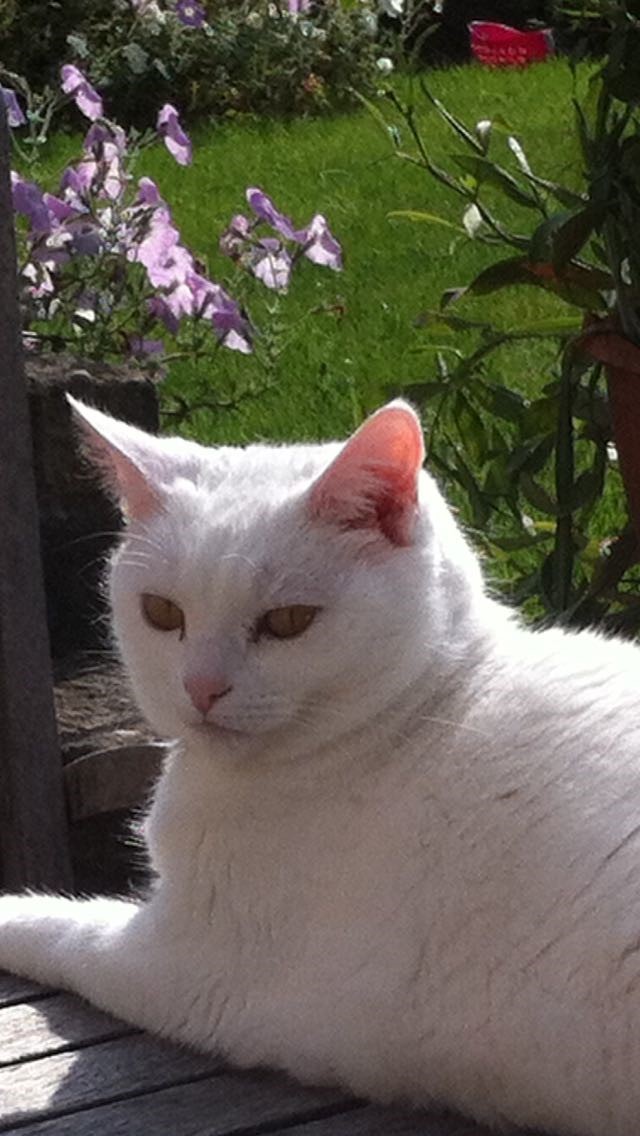 Lily the cat at home near witney